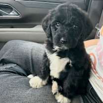 Thumbnail photo of Bindi #1