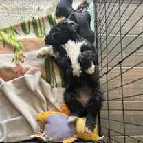 Thumbnail photo of Bindi #3