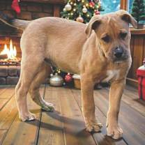 Thumbnail photo of Comet #3