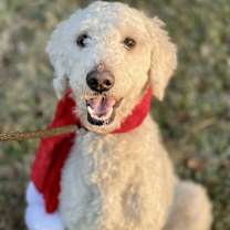 Thumbnail photo of Lola #1