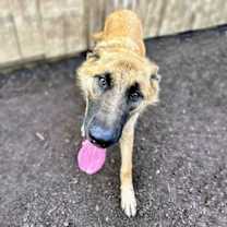 Thumbnail photo of Tintin #2