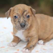 Thumbnail photo of Lil Vega #2