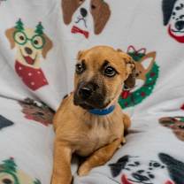 Thumbnail photo of Shaggy #4