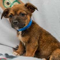 Thumbnail photo of Rocket #4