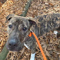 Thumbnail photo of Finley #2