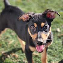 Thumbnail photo of Huntress AL #1