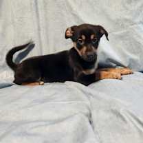 Thumbnail photo of Huntress AL #4