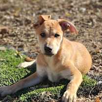 Thumbnail photo of Cypress DD #1