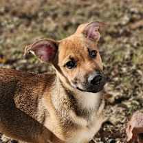 Thumbnail photo of Tigress AL #1