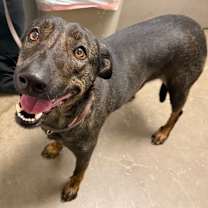 Thumbnail photo of Daisy #2