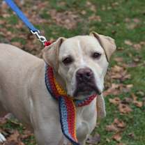 Thumbnail photo of Niko #1