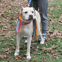 Thumbnail photo of Niko #3