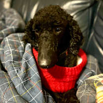 Thumbnail photo of Charla #4