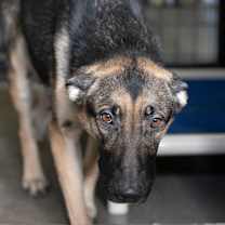 Thumbnail photo of Della (D25-71) #2