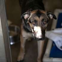 Thumbnail photo of Della (D25-71) #3