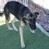 Thumbnail photo of Della (D25-71) #4