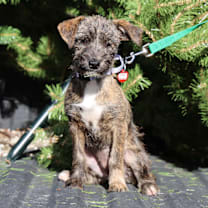 Thumbnail photo of LEXUS #2