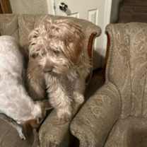 Thumbnail photo of Brit #4