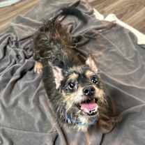 Thumbnail photo of Benji #1