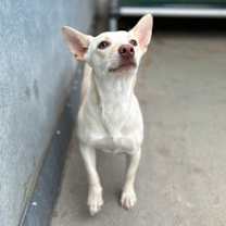 Thumbnail photo of Grandma Bee #1