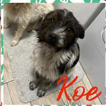 Thumbnail photo of Koe #1