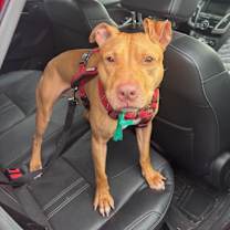 Thumbnail photo of Clifford #1