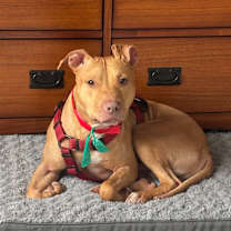 Thumbnail photo of Clifford #3