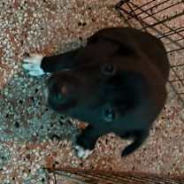 Thumbnail photo of Brigadier FH #4