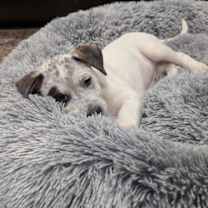 Thumbnail photo of Vixen #3