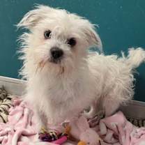 Thumbnail photo of Sammy #2