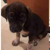 Thumbnail photo of Cosmo #2