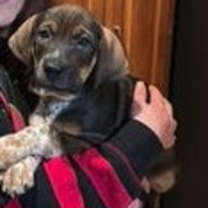 Thumbnail photo of Cosmo #3