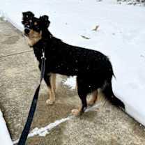 Thumbnail photo of Marigold #4