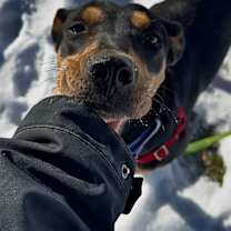 Thumbnail photo of Stella #1