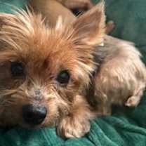 Thumbnail photo of Gracie #1