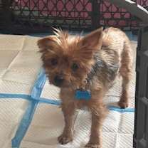 Thumbnail photo of Gracie #2