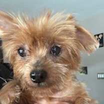 Thumbnail photo of Gracie #3