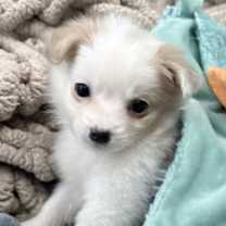 Thumbnail photo of Mouse #1