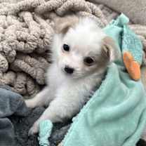 Thumbnail photo of Mouse #4