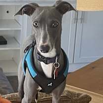 Thumbnail photo of Loki #4