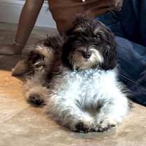 Thumbnail photo of Rudy Boy #4