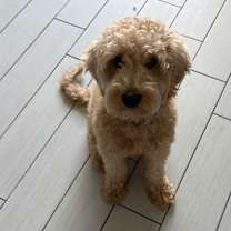 Thumbnail photo of Dylan #1