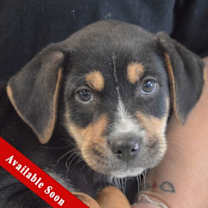 Thumbnail photo of Tank #1