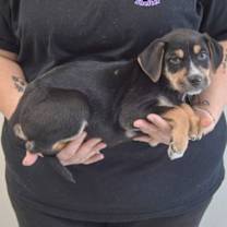 Thumbnail photo of Tank #2