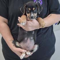 Thumbnail photo of Tank #3