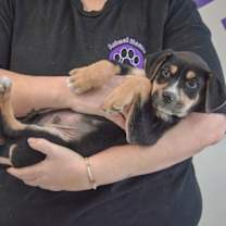 Thumbnail photo of Tank #4