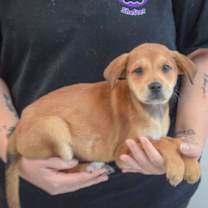 Thumbnail photo of Lavender #2