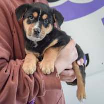 Thumbnail photo of Grizzly #4