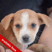 Thumbnail photo of Daisy #1