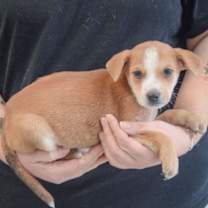 Thumbnail photo of Daisy #2